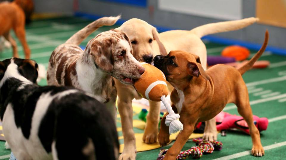 puppy-bowl