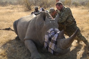 2battleground-rhino-wars-photos-300x199