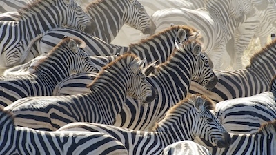 zebra