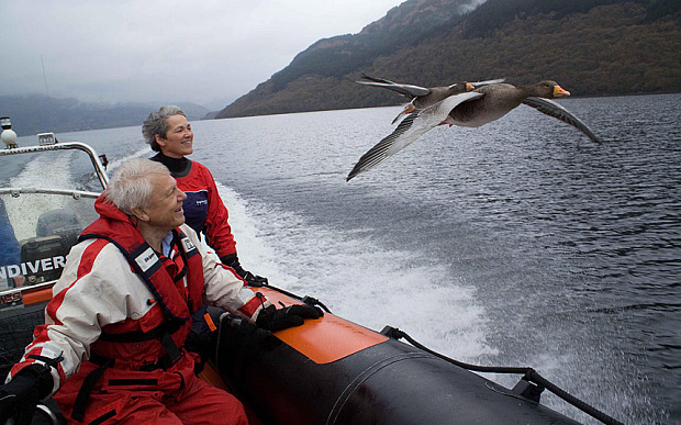 Rose Buck and Swans